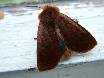 Chestnut